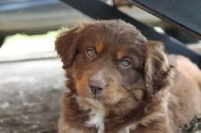 Australian Shepherd Puppies - Photo 3