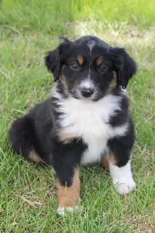 Australian Shepherd Puppies - Photo 4