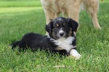Australian Shepherd Puppies - Photo 5