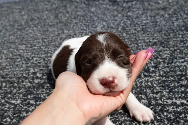 French Spaniel Puppies