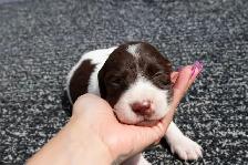 French Spaniel Puppies