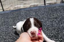 French Spaniel Puppies - Photo 2