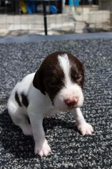 French Spaniel Puppies - Photo 3