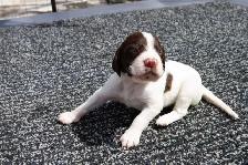 French Spaniel Puppies - Photo 4