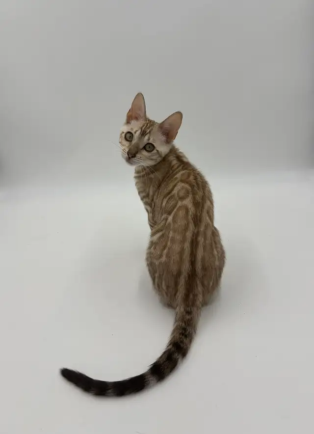 TICA Registered Bengal Kittens (Ready Now)