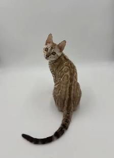 TICA Registered Bengal Kittens (Ready Now)