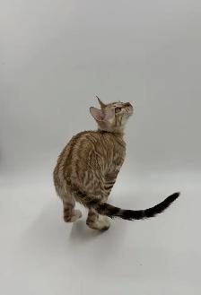TICA Registered Bengal Kittens (Ready Now) - Photo 3