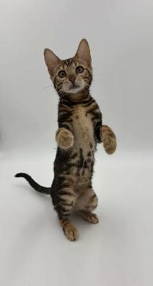 TICA Registered Bengal Kittens (Ready Now) - Photo 5