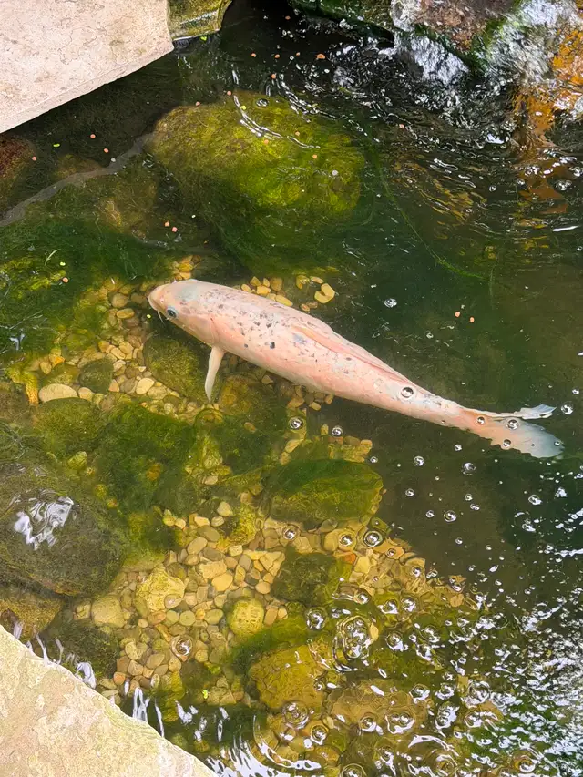 Koi fish