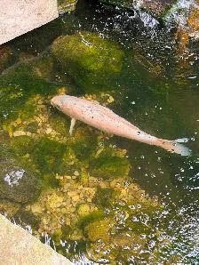 Koi fish