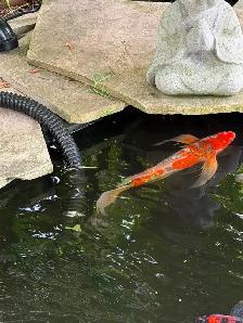Koi fish - Photo 2