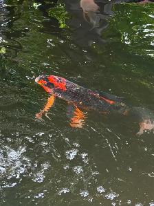 Koi fish - Photo 3