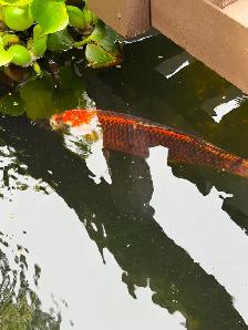 Koi fish - Photo 4