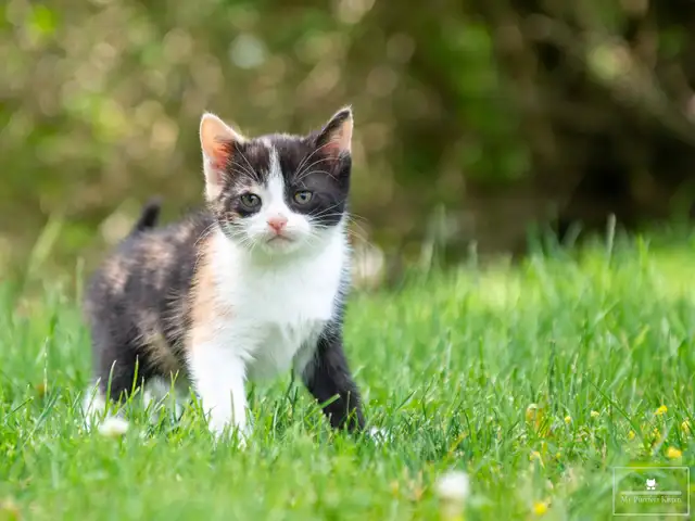 Adorable Kittens for Sale!