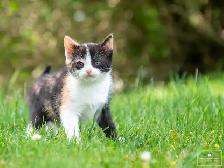 Adorable Kittens for Sale!