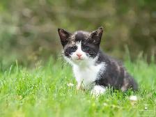 Adorable Kittens for Sale! - Photo 6