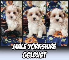 2 YORKSHIRES  VIDEO - Photo 3