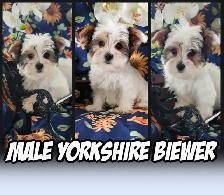 2 YORKSHIRES  VIDEO - Photo 4