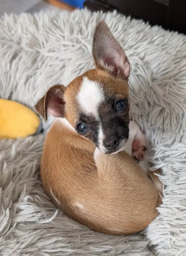 PETITE BEAUTÉ CHIHUAHUA FEMELLE
