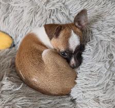 PETITE BEAUTÉ CHIHUAHUA FEMELLE - Photo 2