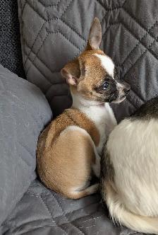 PETITE BEAUTÉ CHIHUAHUA FEMELLE - Photo 3
