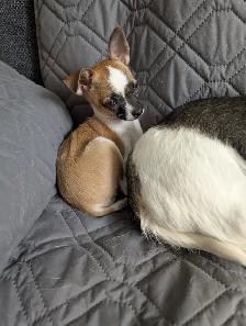 PETITE BEAUTÉ CHIHUAHUA FEMELLE - Photo 4