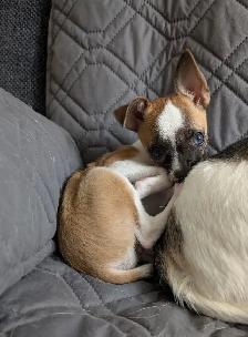PETITE BEAUTÉ CHIHUAHUA FEMELLE - Photo 5