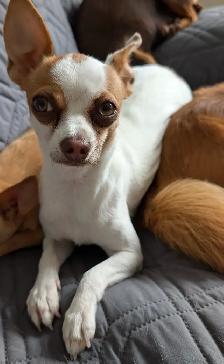 PETITE BEAUTÉ CHIHUAHUA FEMELLE - Photo 6