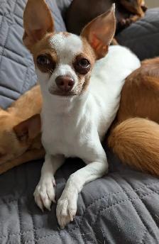 PETITE BEAUTÉ CHIHUAHUA FEMELLE - Photo 7