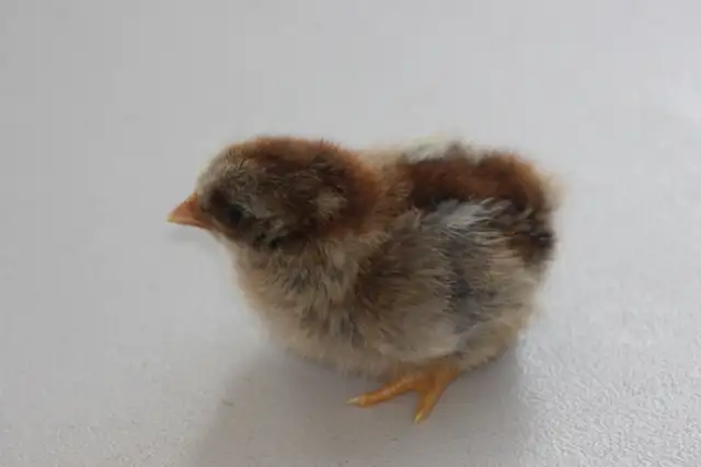 Serama chicks, hatched on 7th June