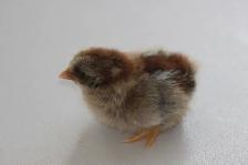 Serama chicks, hatched on 7th June
