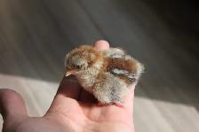 Serama chicks, hatched on 7th June - Photo 2