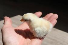Serama chicks, hatched on 7th June - Photo 3