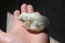 Serama chicks, hatched on 7th June - Photo 4