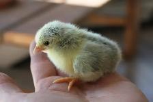Serama chicks, hatched on 7th June - Photo 5