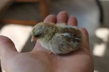 Serama chicks, hatched on 7th June - Photo 6
