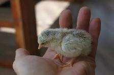 Serama chicks, hatched on 7th June - Photo 7