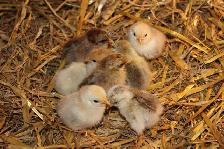 Serama chicks, hatched on 7th June - Photo 8
