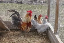 Serama chicks, hatched on 7th June - Photo 9