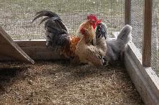 Serama chicks, hatched on 7th June - Photo 10