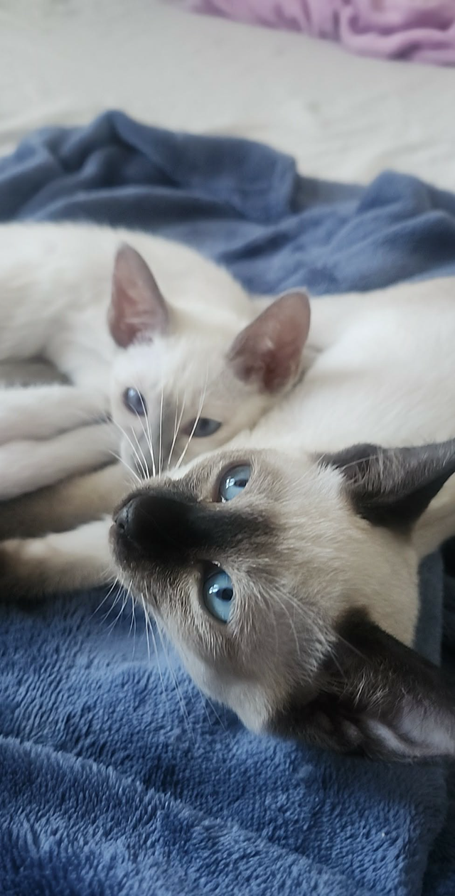 Siamois