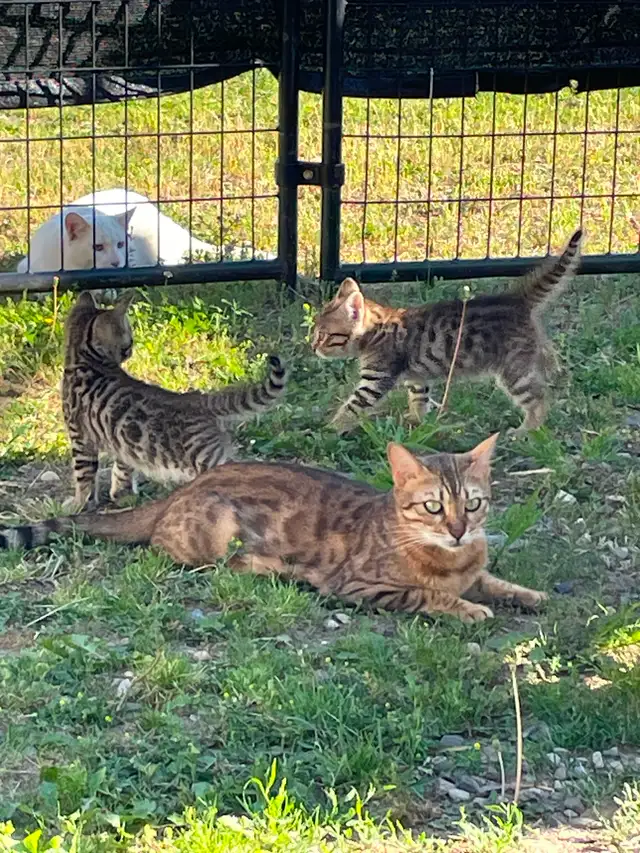 Beautiful Bengal cross kittens