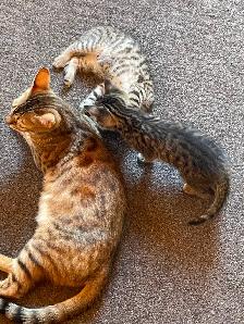 Beautiful Bengal cross kittens - Photo 2