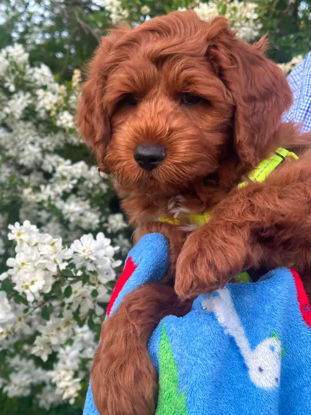 GUARDIAN HOME OPPORTUNITY FOR AUSTRALIAN LABRADOODLE PUPPY