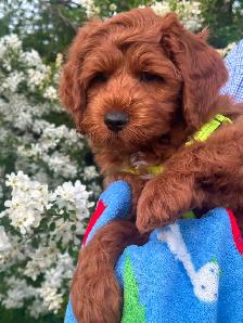 GUARDIAN HOME OPPORTUNITY FOR AUSTRALIAN LABRADOODLE PUPPY