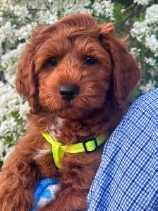 GUARDIAN HOME OPPORTUNITY FOR AUSTRALIAN LABRADOODLE PUPPY - Photo 2