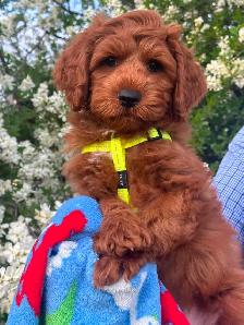 GUARDIAN HOME OPPORTUNITY FOR AUSTRALIAN LABRADOODLE PUPPY - Photo 3