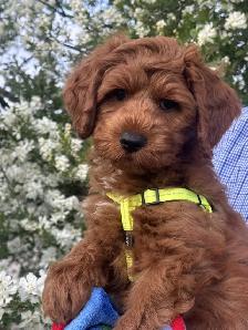 GUARDIAN HOME OPPORTUNITY FOR AUSTRALIAN LABRADOODLE PUPPY - Photo 4