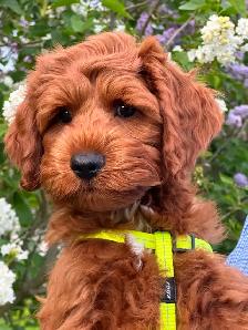 GUARDIAN HOME OPPORTUNITY FOR AUSTRALIAN LABRADOODLE PUPPY - Photo 5