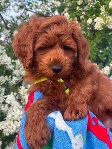 GUARDIAN HOME OPPORTUNITY FOR AUSTRALIAN LABRADOODLE PUPPY - Photo 6